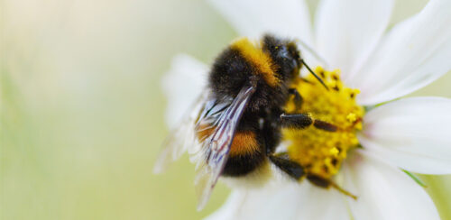 Website-Bumblebee-860×420