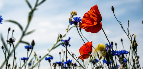 meadow-palle-knudsen-860x420px