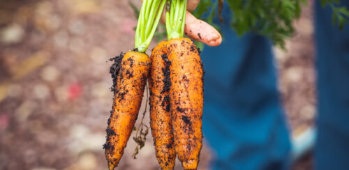 Agricultural insights-860×420